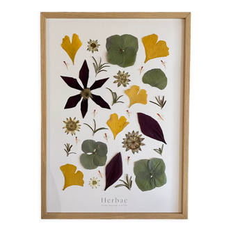 Herbier encadré Matisse
