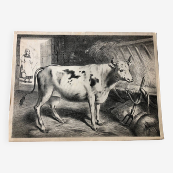 Zoological school poster representing a cow