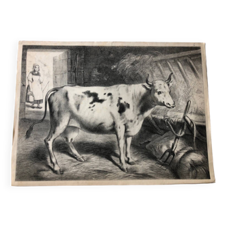 Affiche scolaire zoologique représentant une vache