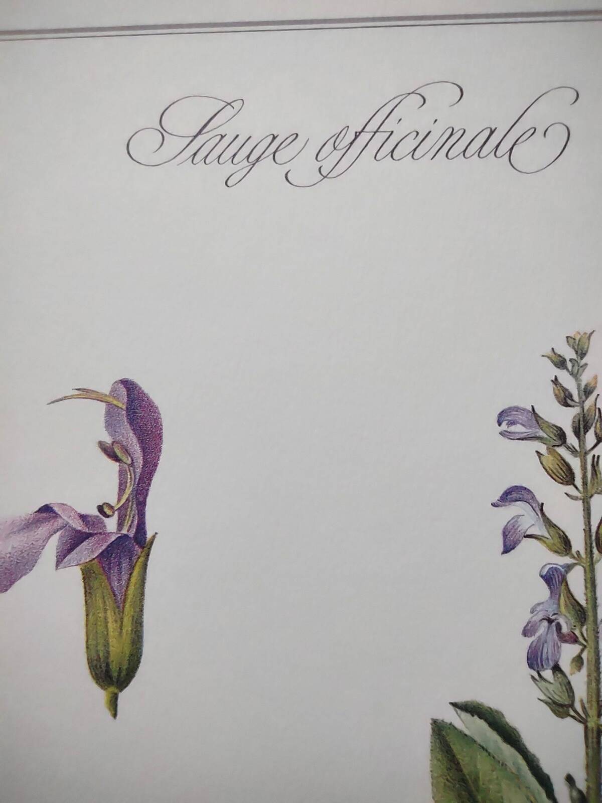 Botanical plate -Sage Officinale- Illustration of medicinal plants and herbs. Pastels