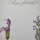 Botanical plate -Sage Officinale- Illustration of medicinal plants and herbs. Pastels