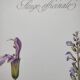 Botanical plate -Sage Officinale- Illustration of medicinal plants and herbs. Pastels