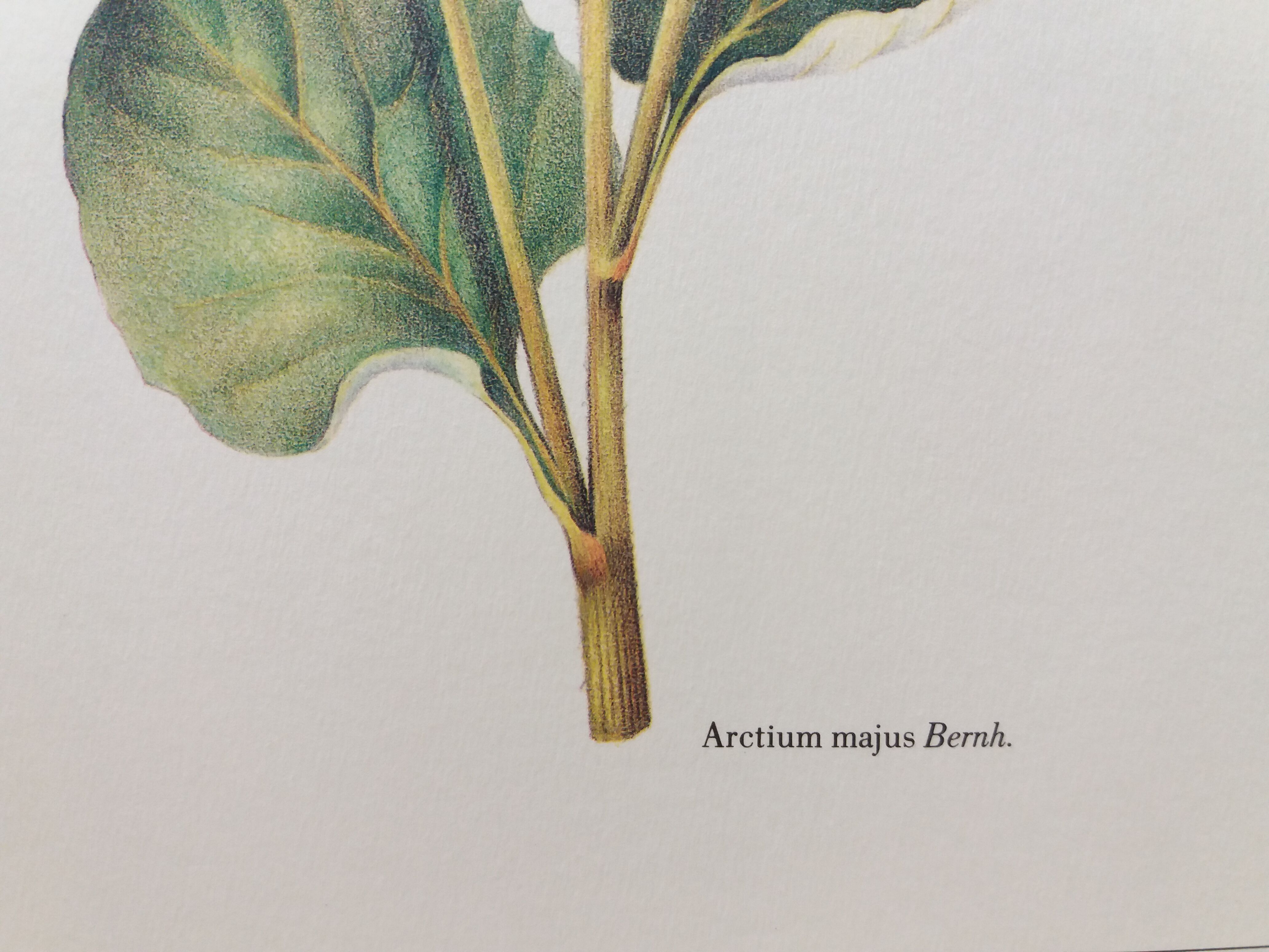 Great bardane botanical board