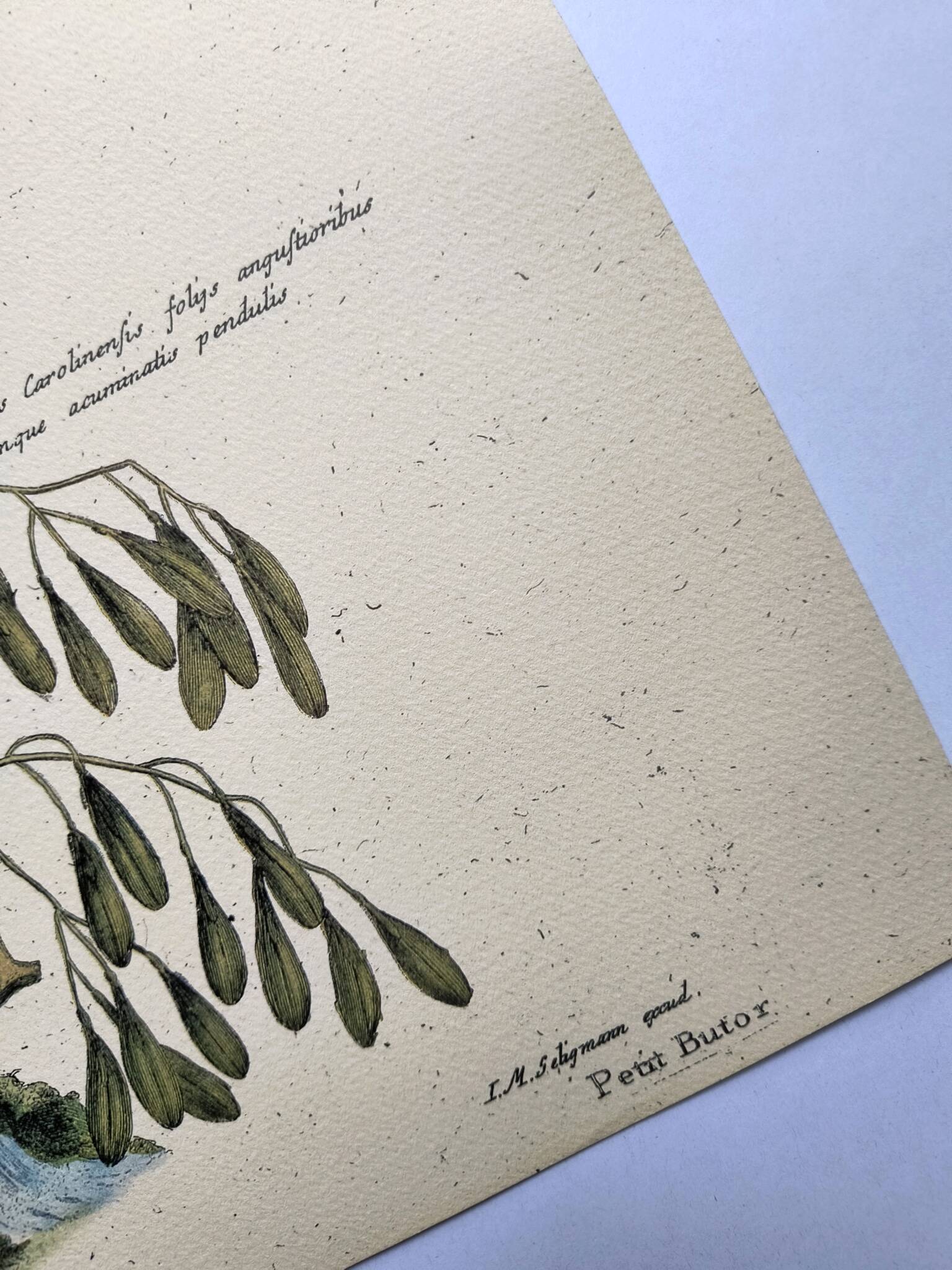 Zoological bird engravings - Little Bittern - Old plate by Seligmann