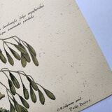 Zoological bird engravings - Little Bittern - Old plate by Seligmann