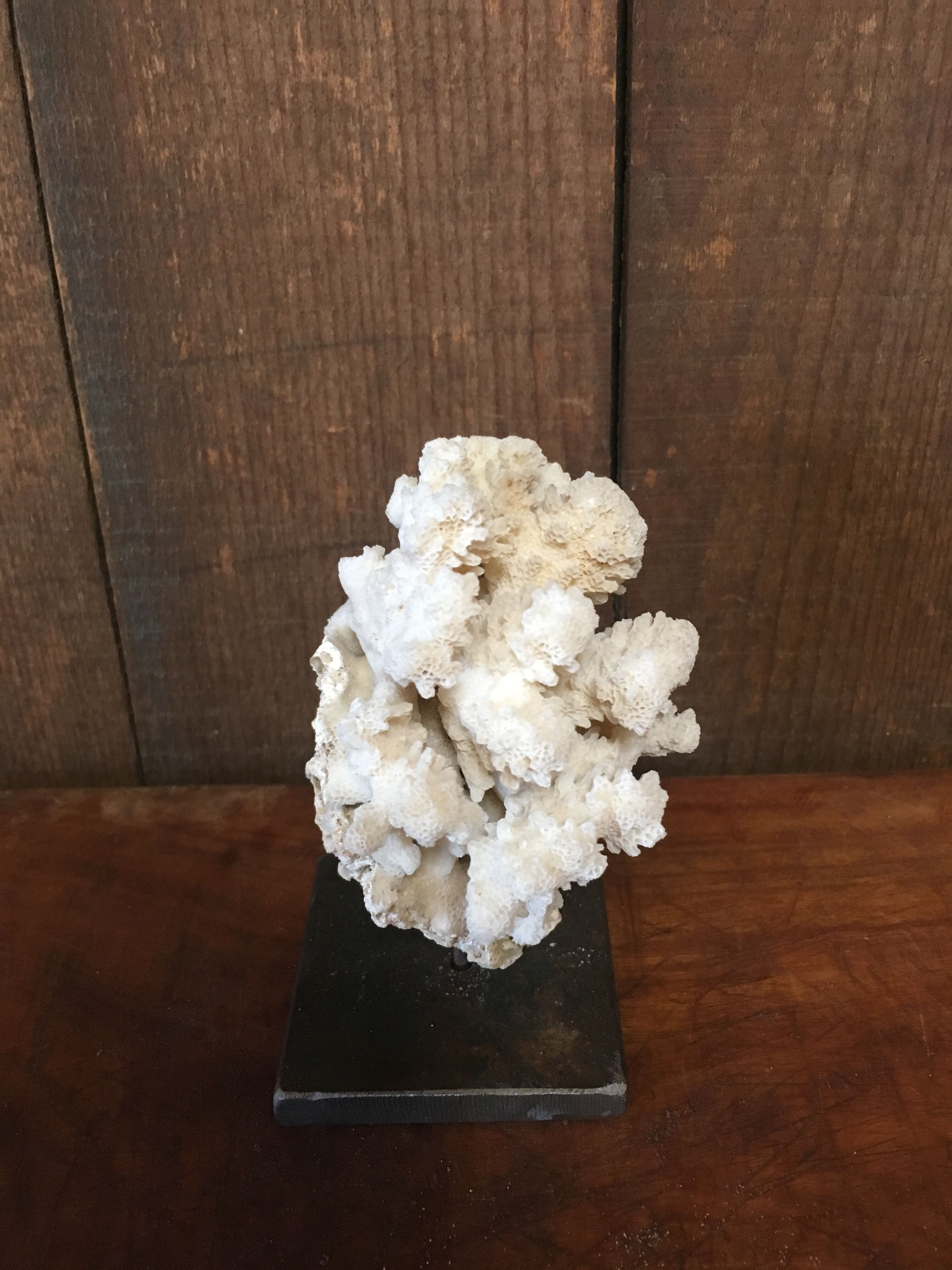 Coral on plinth