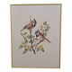 Ornithological plate