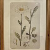 Framed botanical board, Marguerite