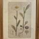 Framed botanical board, Marguerite