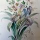 Tableau Aquarelle "Fleurs du jardin" signé début XX°