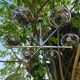 Chandelier Gaetano Sciolari