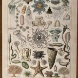 Lithograph on oceanography - 1900