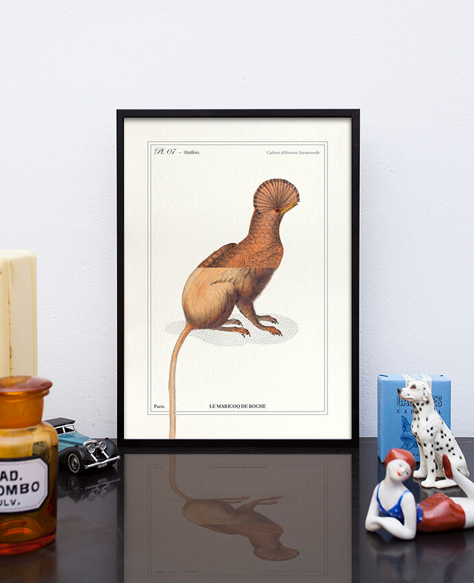 Chimera lithograph engraving animal - the maricoq