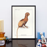 Chimera lithograph engraving animal - the maricoq