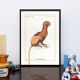 Chimera lithograph engraving animal - the maricoq