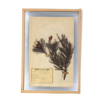 George Bert Herbarium