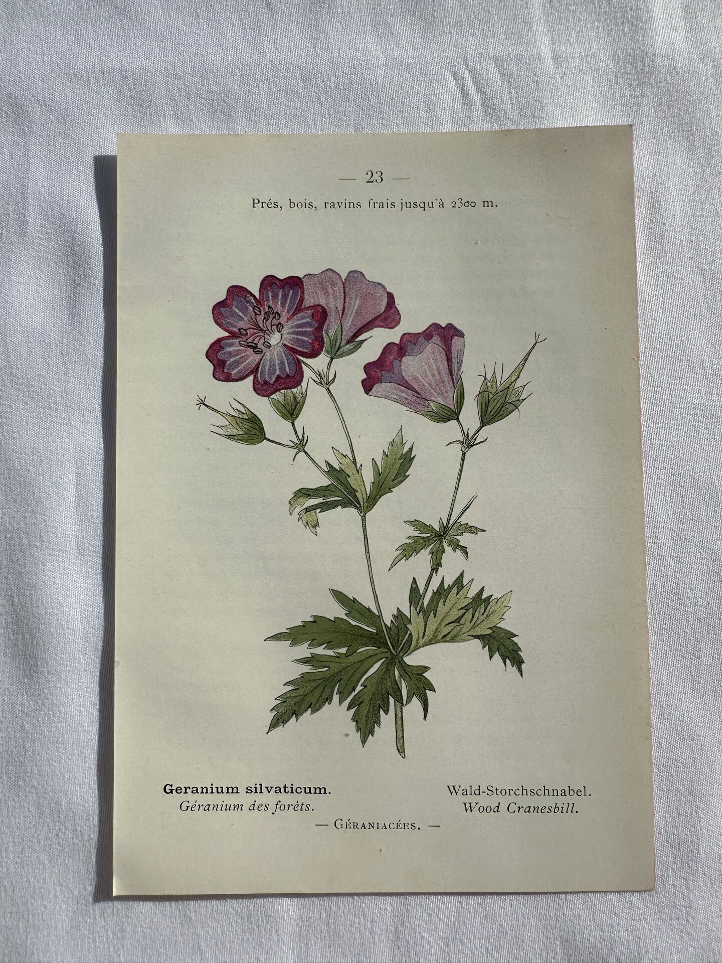 Naturalist Plate – 19th Century Botanical Engraving, Double-Sided