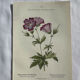 Naturalist Plate – 19th Century Botanical Engraving, Double-Sided