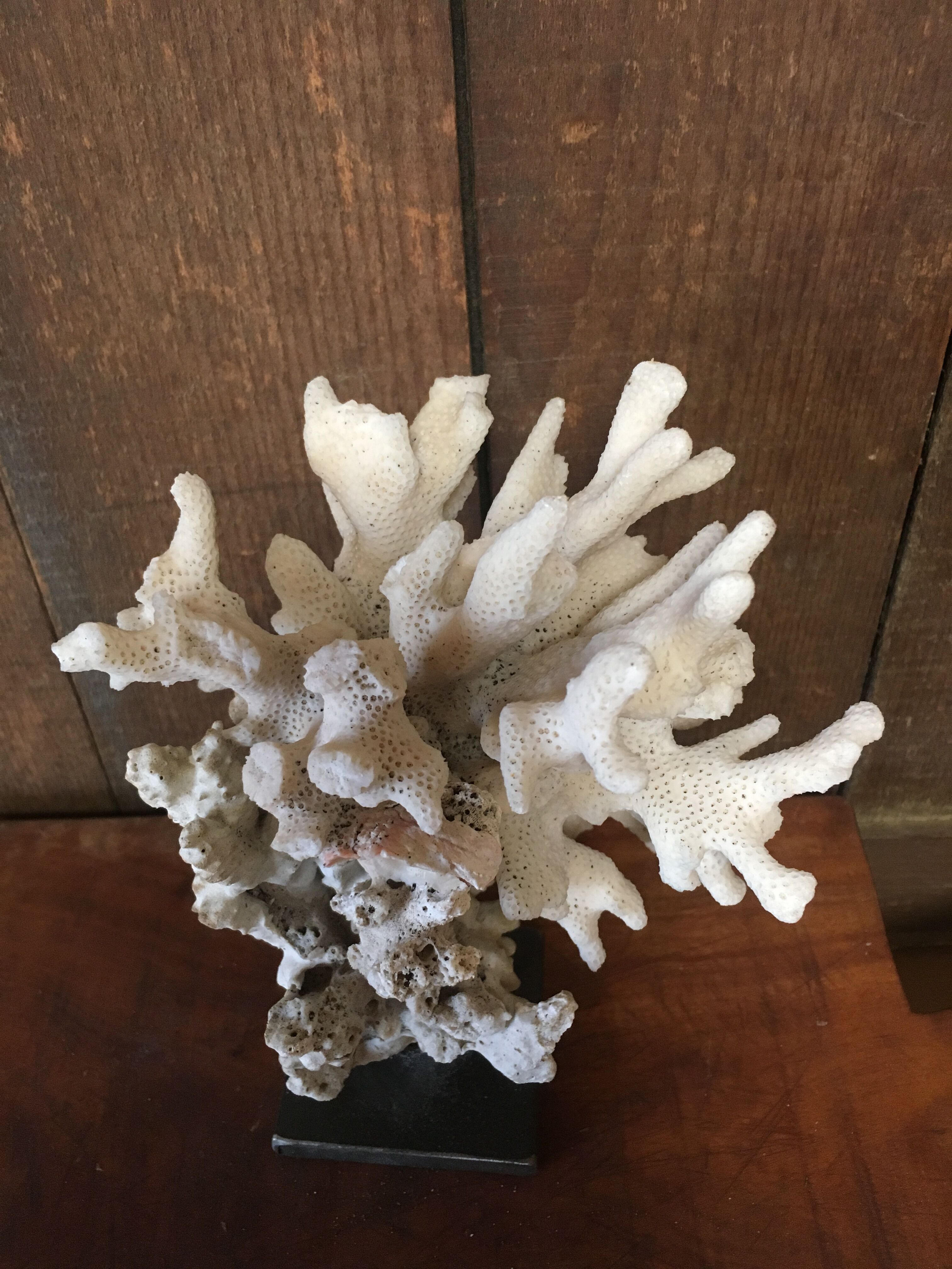 Coral on plinth