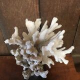 Coral on plinth