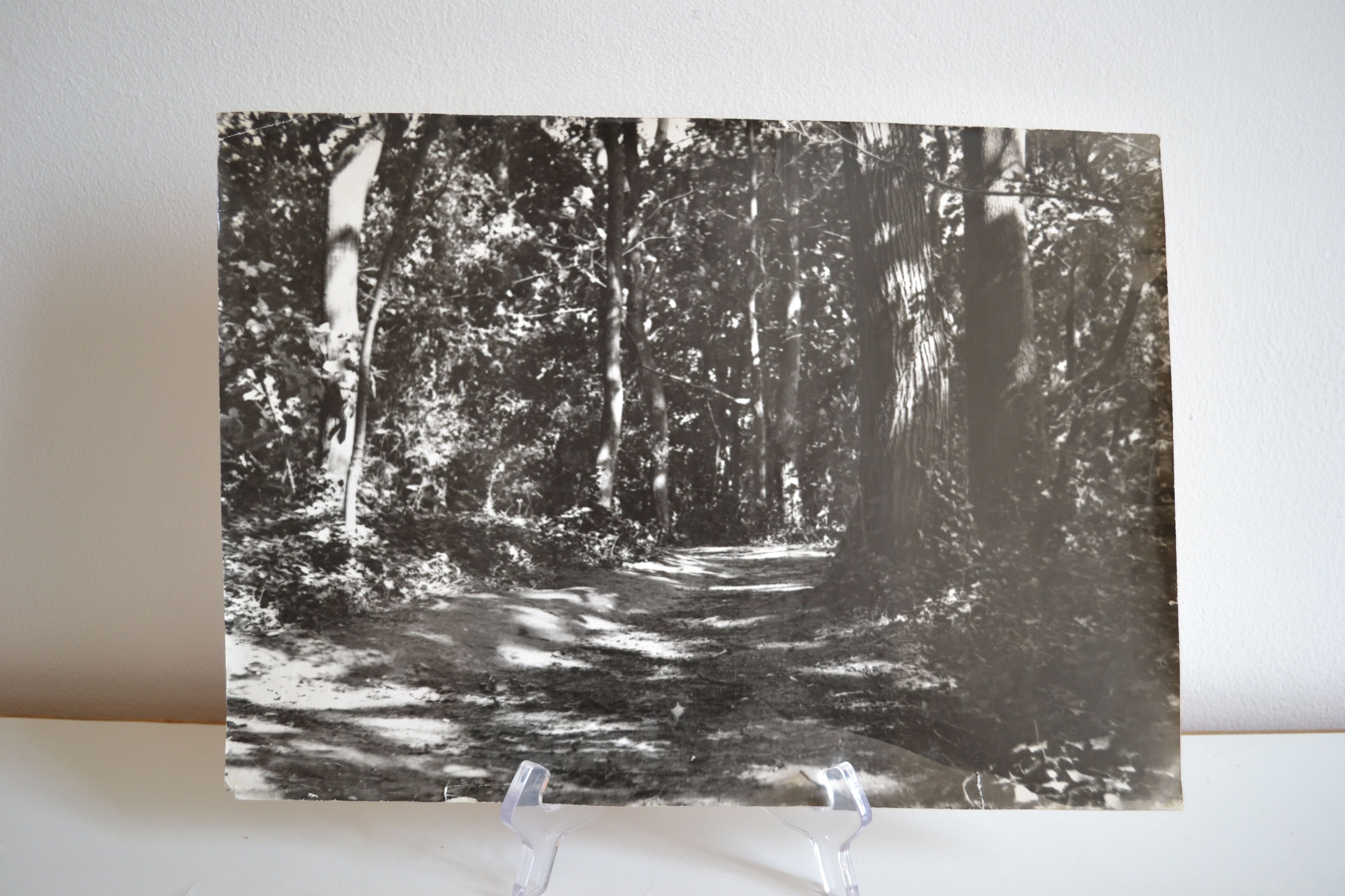 Anonymous film photo forest circa 1970