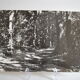 Anonymous film photo forest circa 1970
