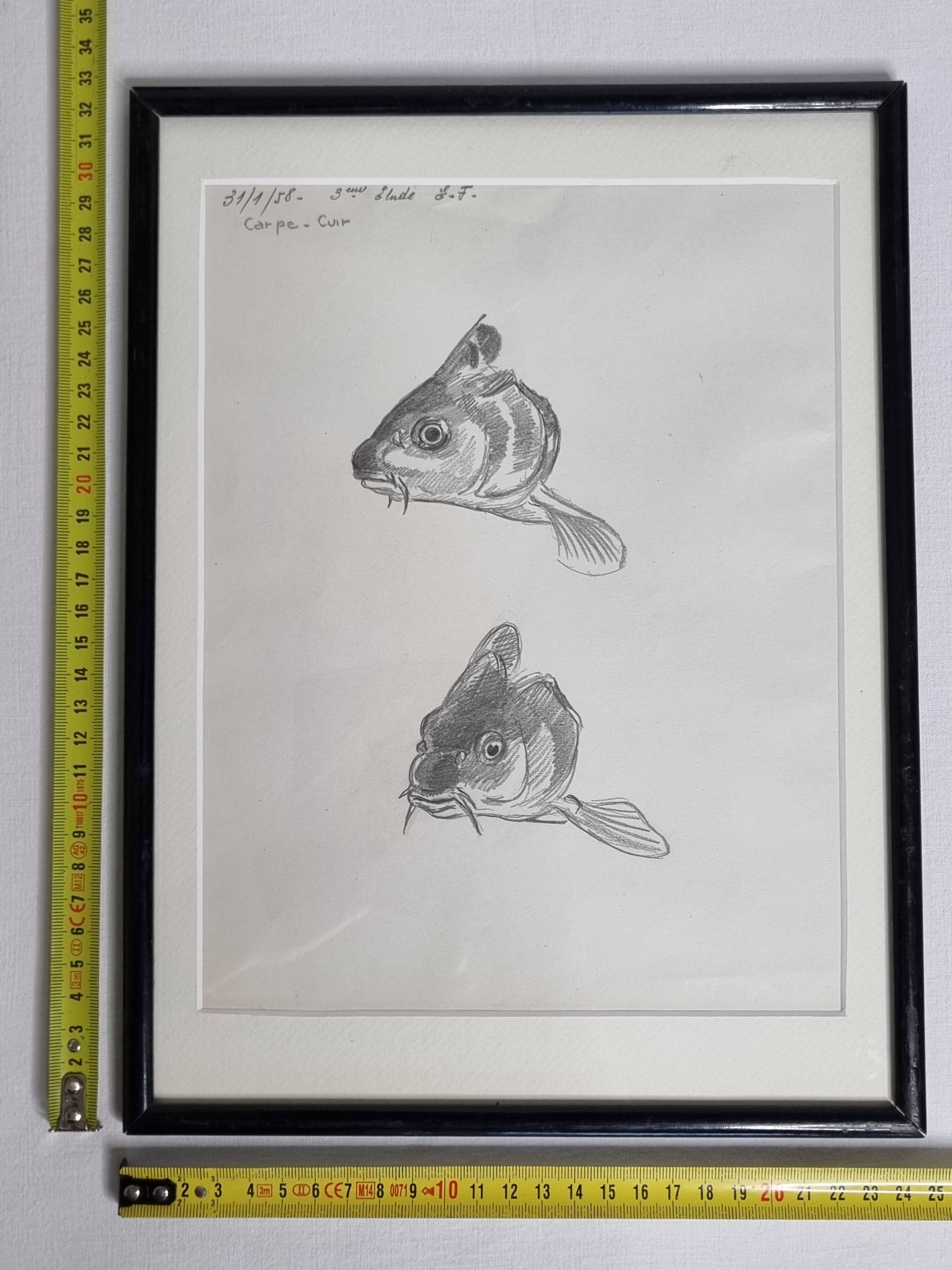 Original drawing by Marcel Bourgeois 1958 – Leather carp study – 25x33 cm