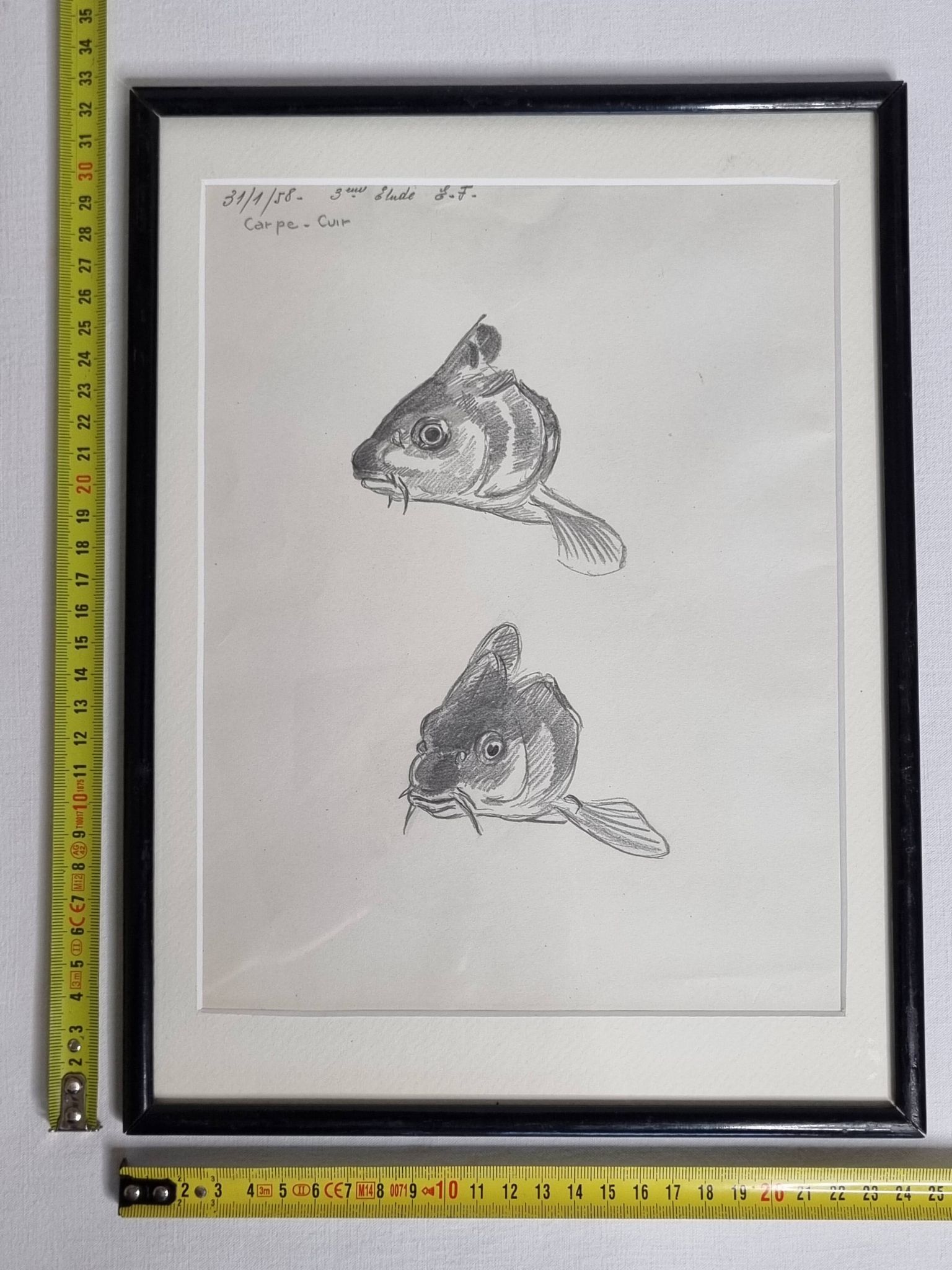 Dessin original de Marcel Bourgeois 1958 – Carpe cuir étude – 25x33 cm