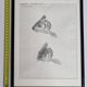 Original drawing by Marcel Bourgeois 1958 – Leather carp study – 25x33 cm
