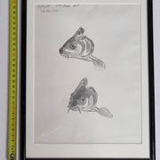 Dessin original de Marcel Bourgeois 1958 – Carpe cuir étude – 25x33 cm