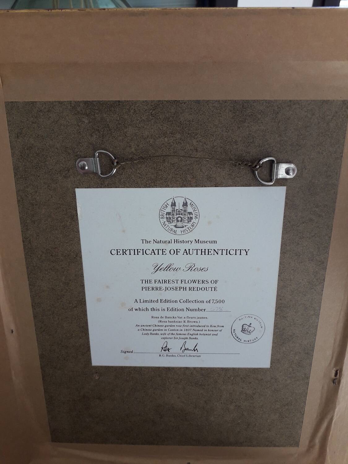 Yellow roses frame pierre jose redoute