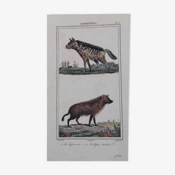 Gravure zoologique du 19ème siècle