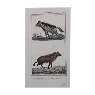 Gravure zoologique du 19ème siècle