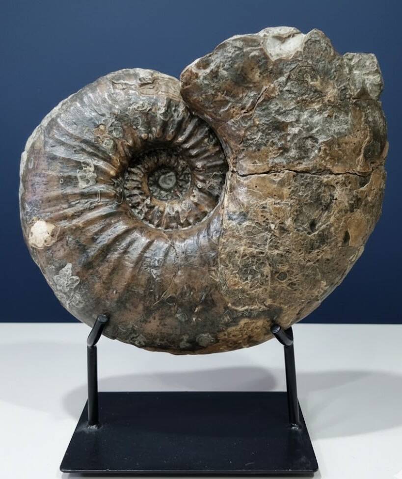 giant ammonite