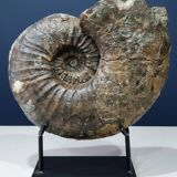 giant ammonite