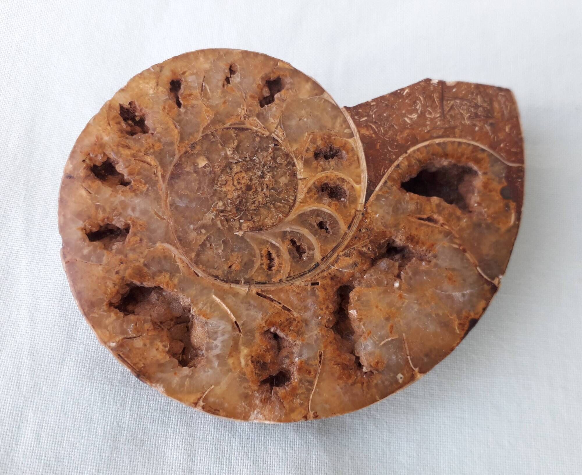 Fossil shell in stone