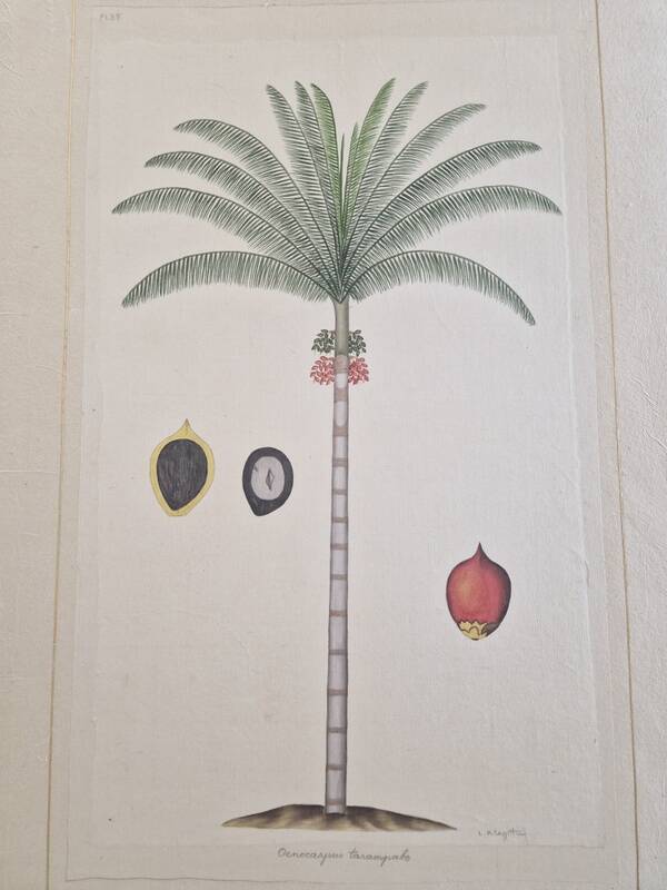 La Roche Laffitte (Born in 1943) - Watercolour drawing on silk - Palm tree