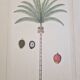 La Roche Laffitte (Born in 1943) - Watercolour drawing on silk - Palm tree