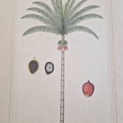 Dessin à l'aquarelle sur soie - Palmier - La Roche Laffitte (Né en 1943)