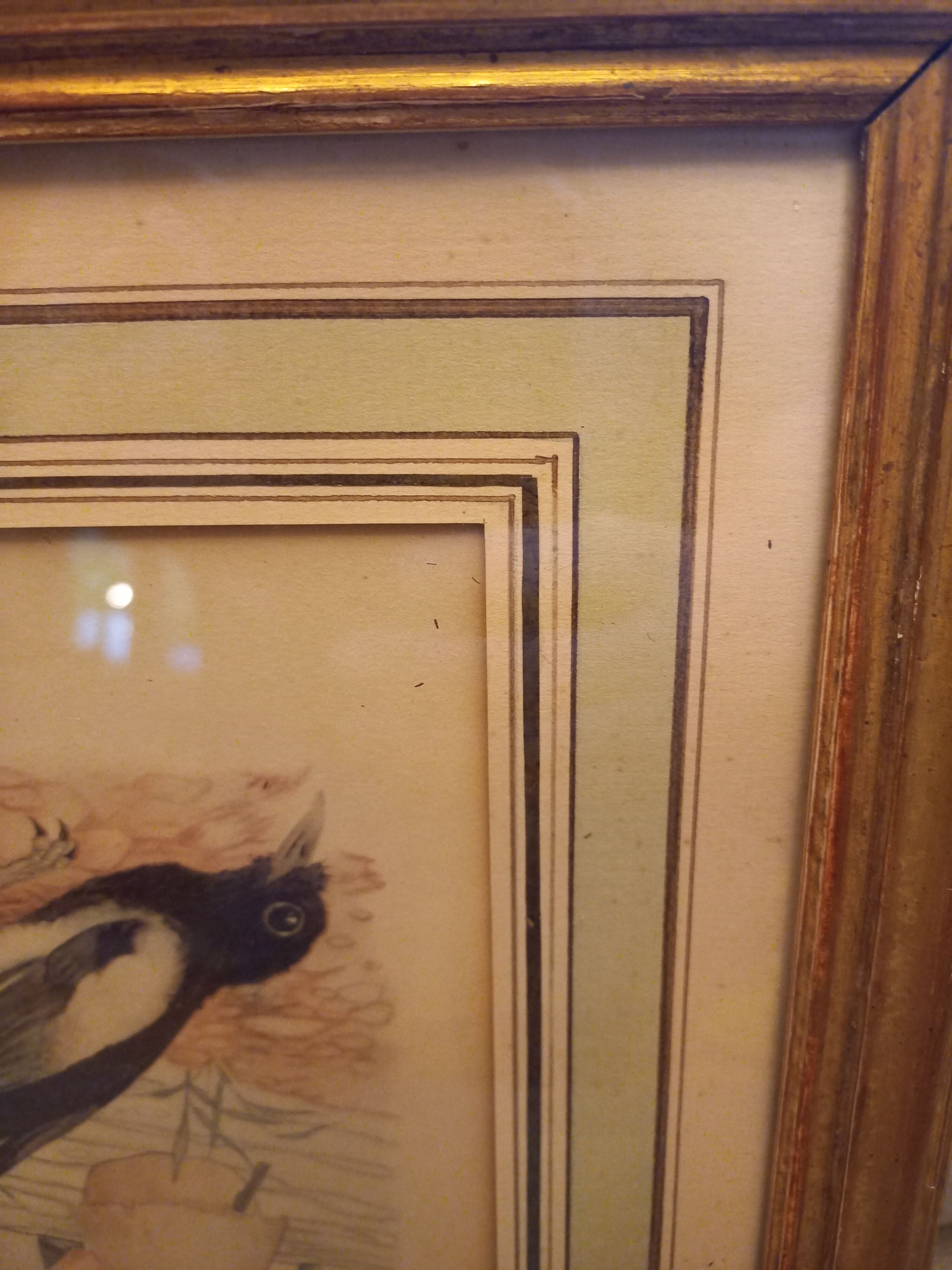 Lot 2 watercolors ancient birds