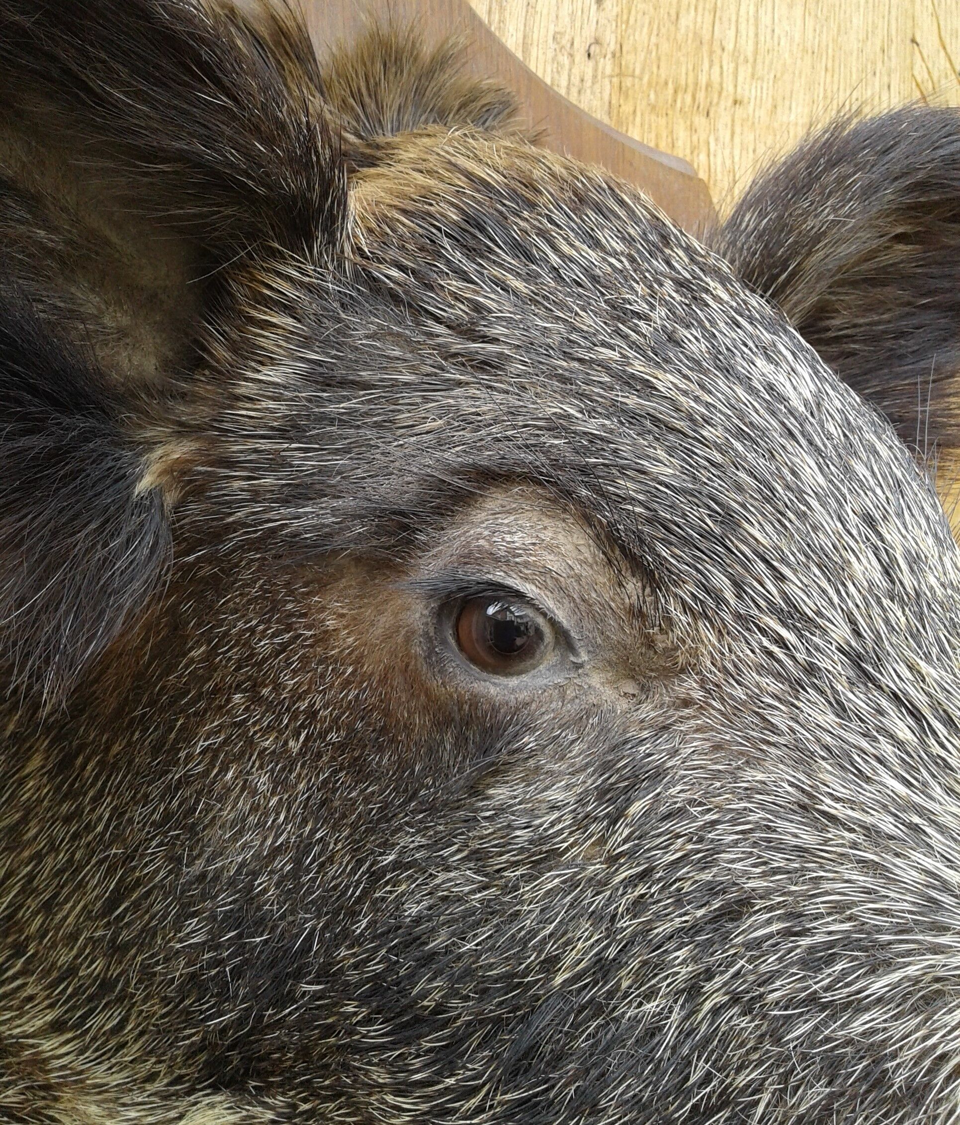 Taxidermie, tête de sanglier