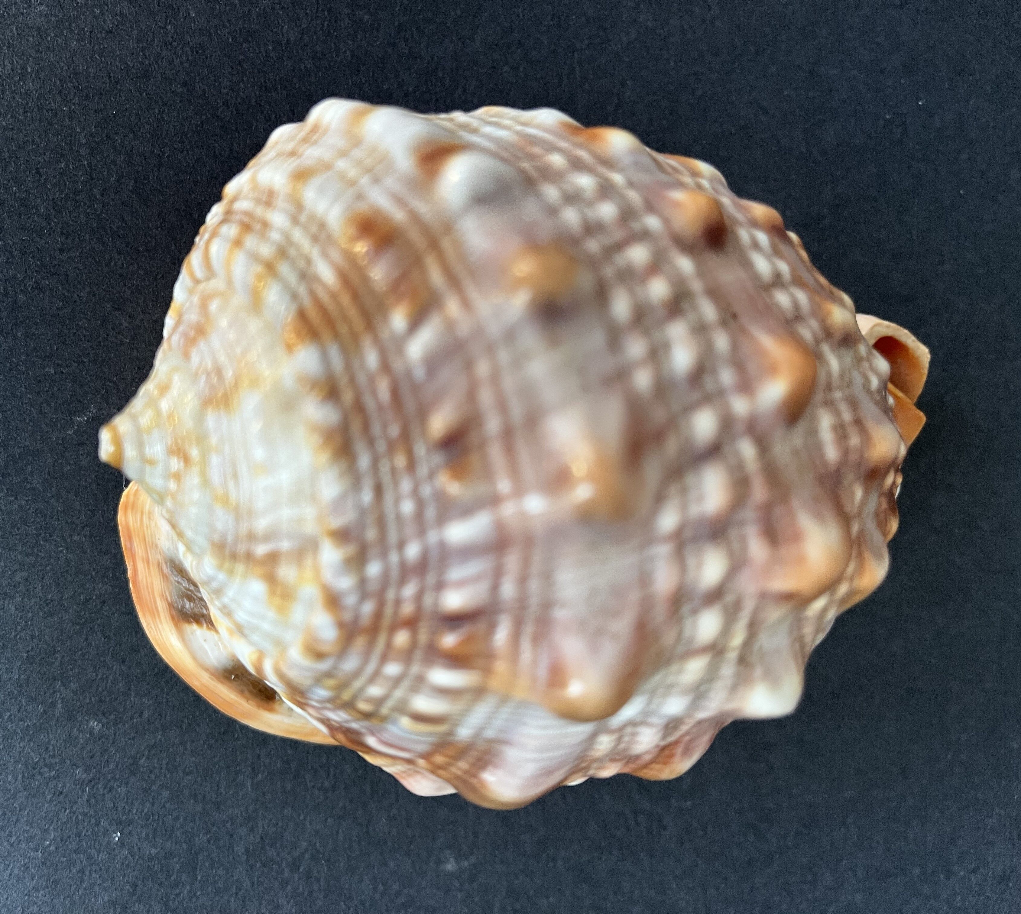 Shell