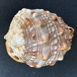 Shell