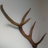 Bois de cerf ancien
