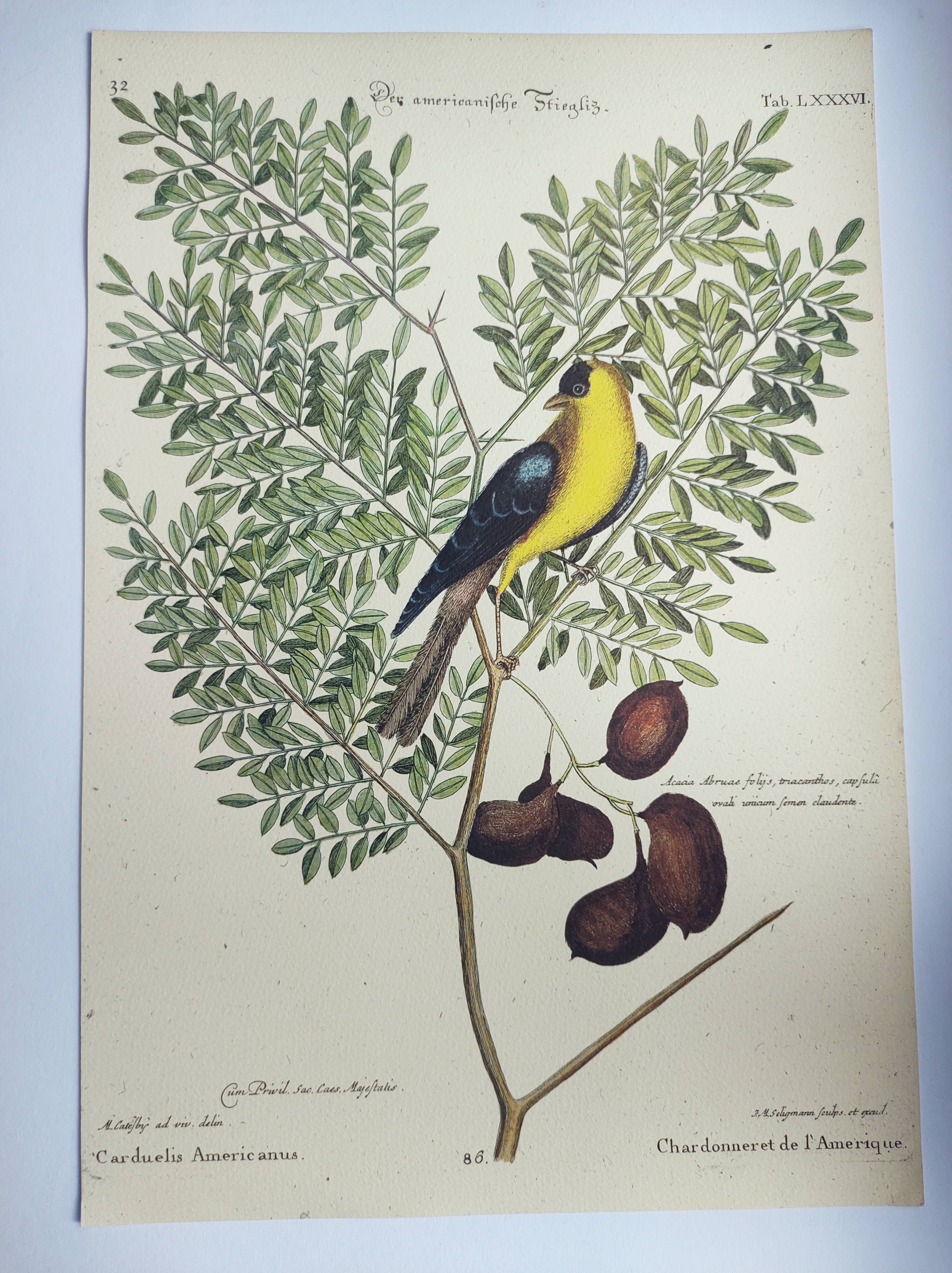 Gravure ancienne oiseau -Chardonneret- Image nature de Seligmann & Catesby