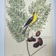 Gravure ancienne oiseau -Chardonneret- Image nature de Seligmann & Catesby
