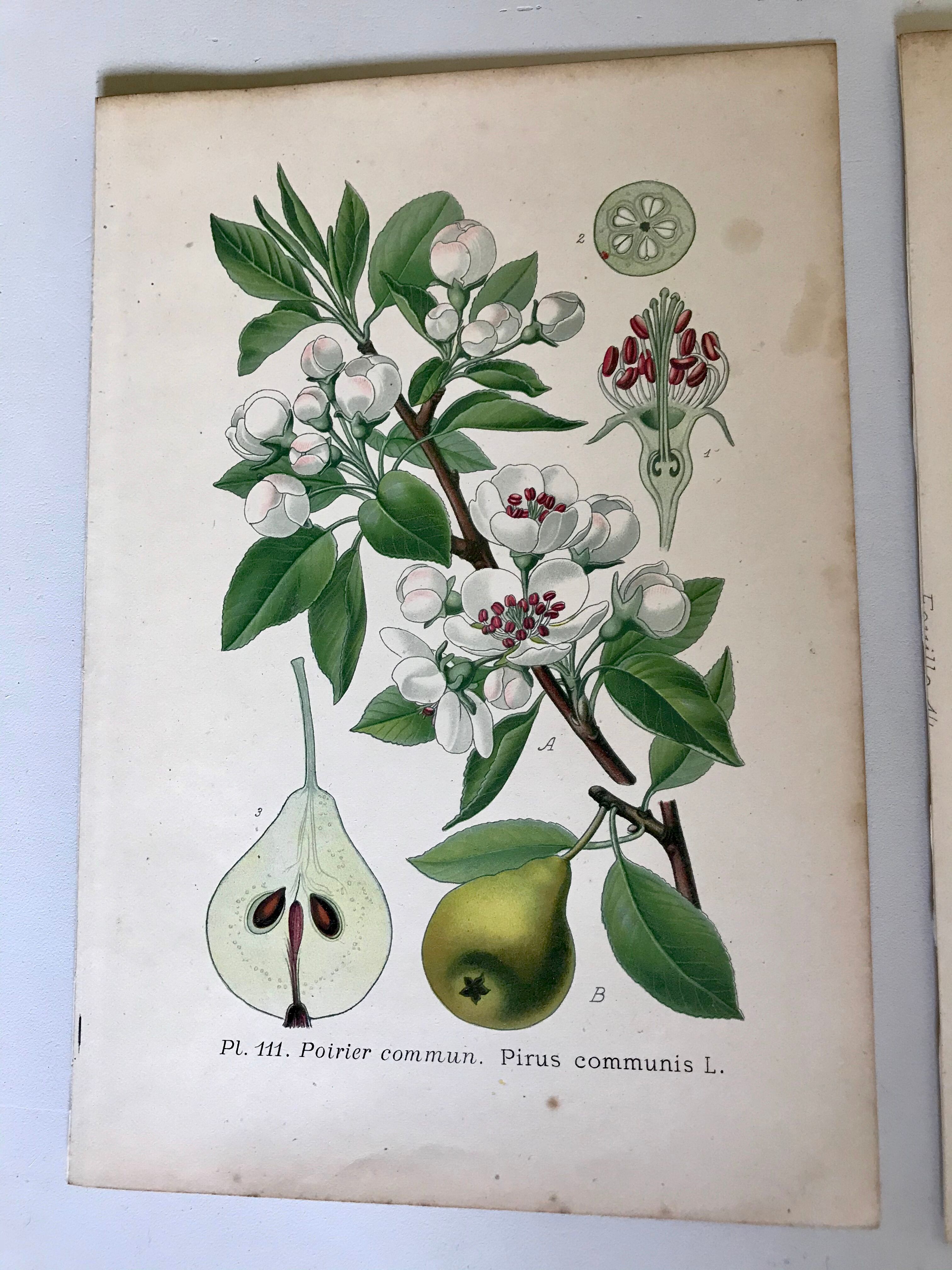 Botanical fruit boards 1891