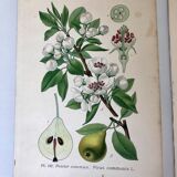 Botanical fruit boards 1891