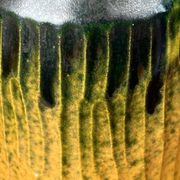 Danish studio pottery vase from the mid-20th century by Ernst Pottery, Faxe, 1960s.