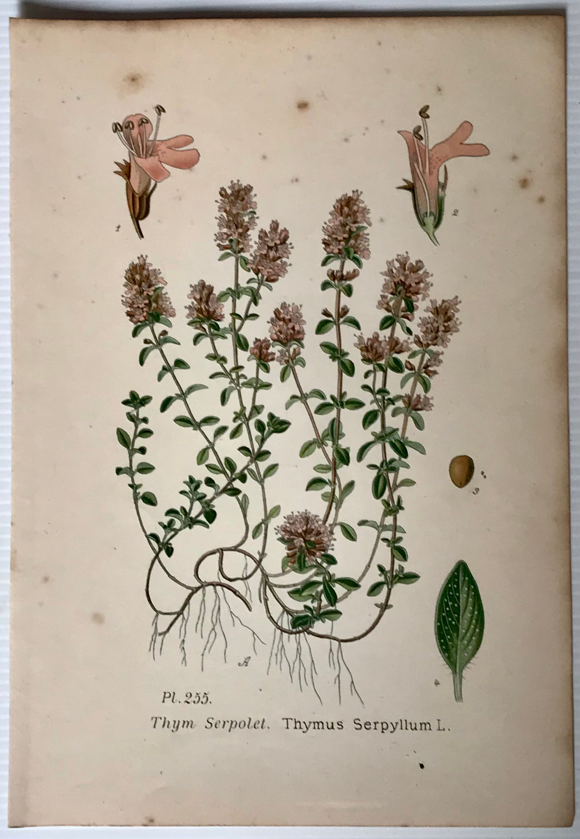 Three botanical plates xixth